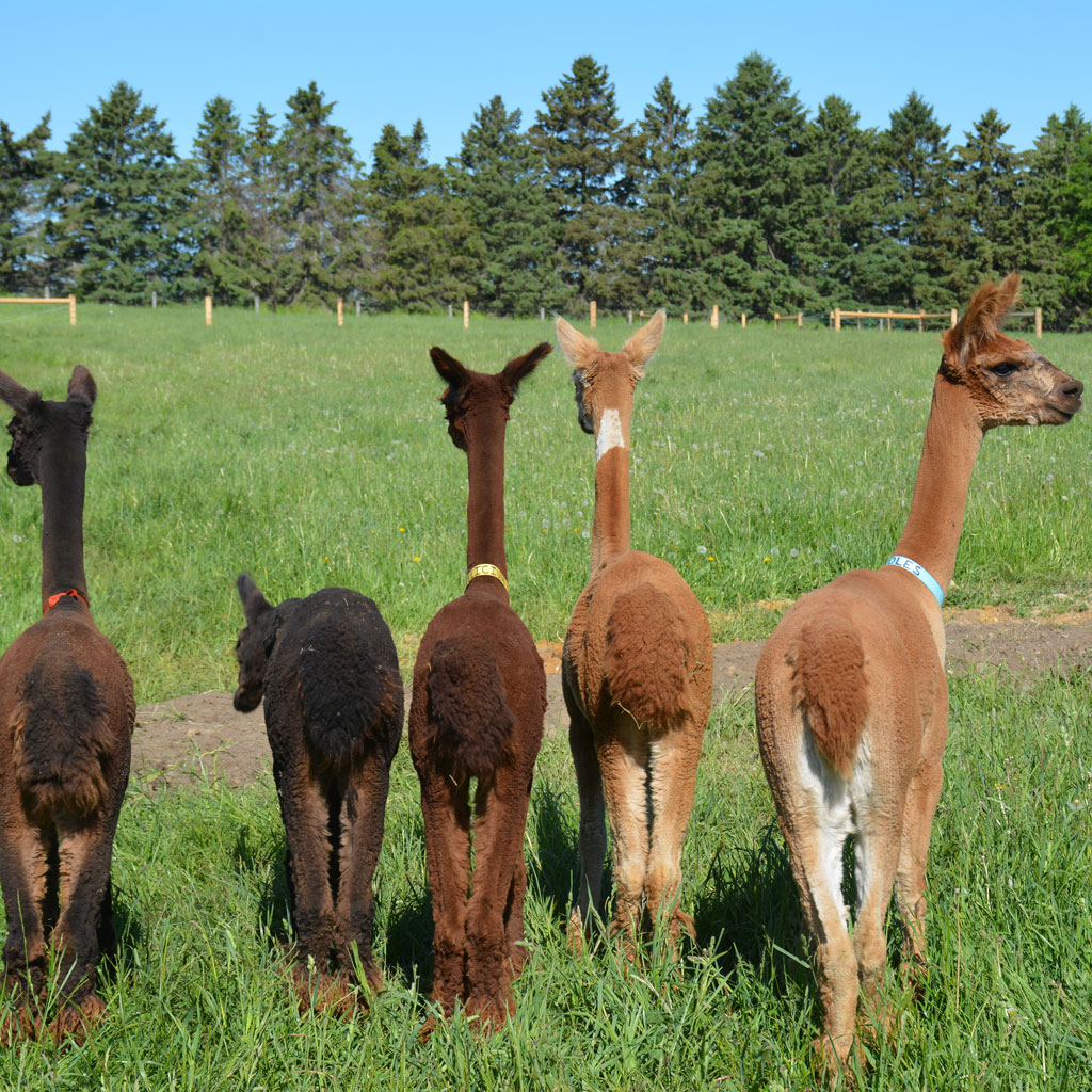 our alpaca girls looking around in their pasture during summer