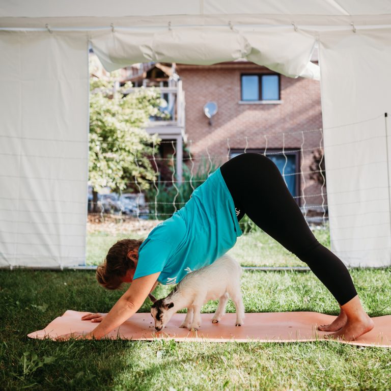 Goat Yoga Near Me Udderly Ridiculous Farm Life Goat Farm Ontario