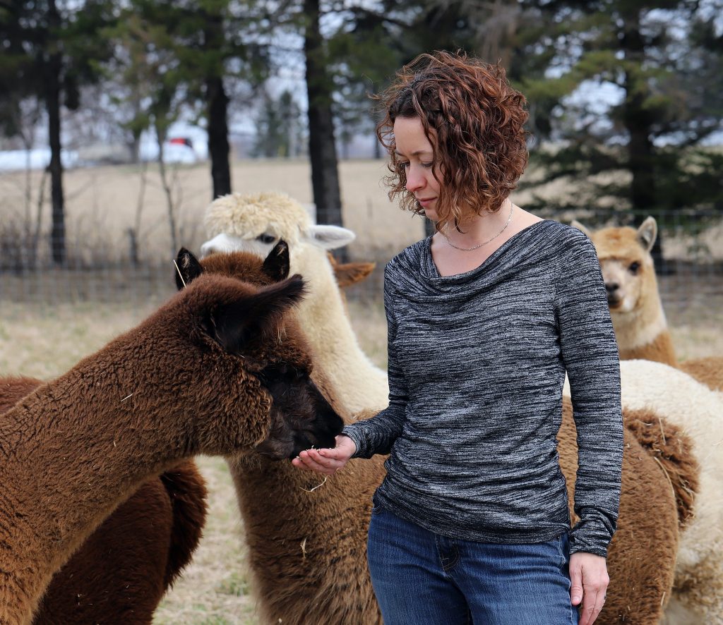 Alpaca Picnic Goat & Alpaca Farm Ontario