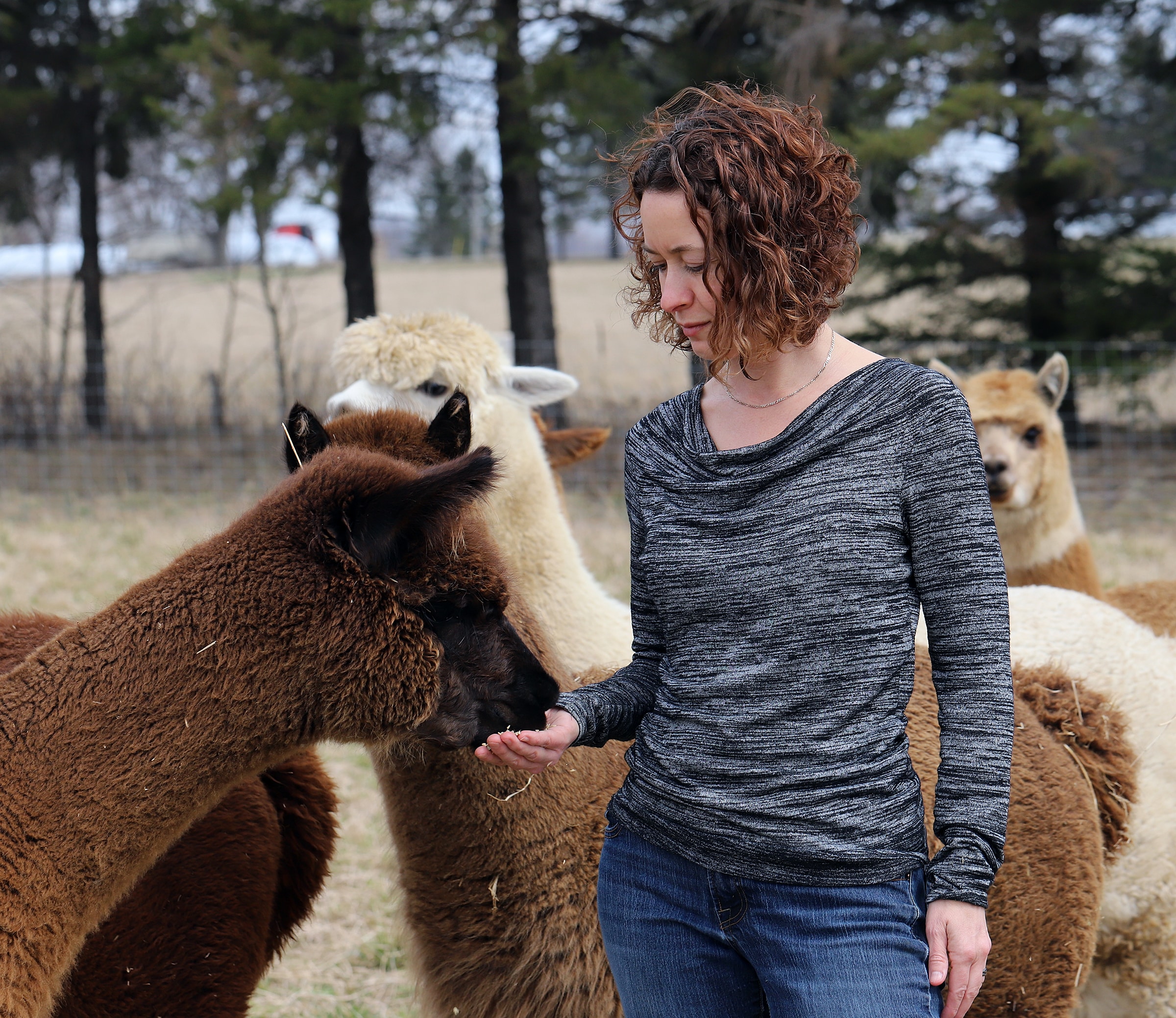 Cheryl the owner of udderly ridiculous hand feeding our female alpaca