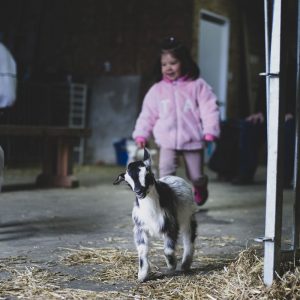 Young girl playing with a baby goat during goat cuddles