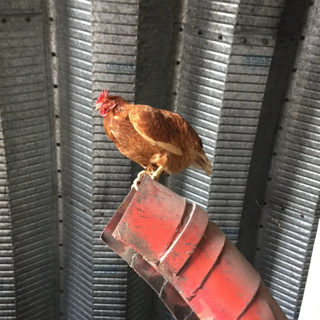 A lively brown hen perched confidently on a red auger inside a metal silo, showcasing her adventurous spirit.