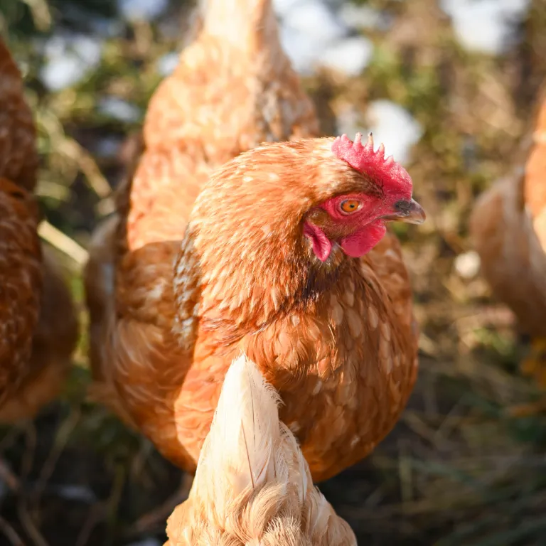 Close-up of Chicken, a brown hen, basking in the sunlight among her flock.