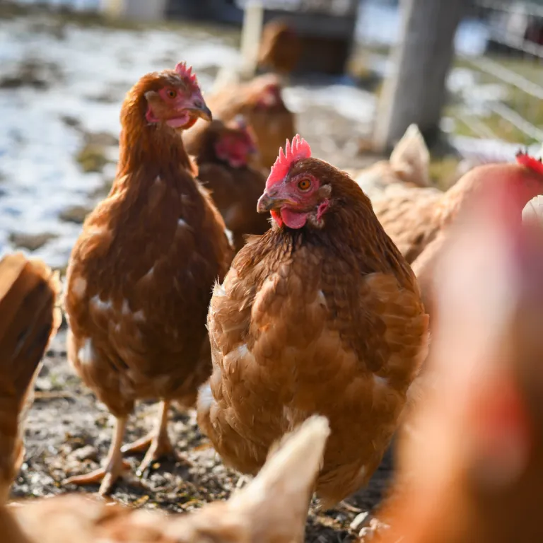 A flock of brown hens, with Chicken standing prominently in the center, showcasing her vibrant feathers on a snowy farm day.
