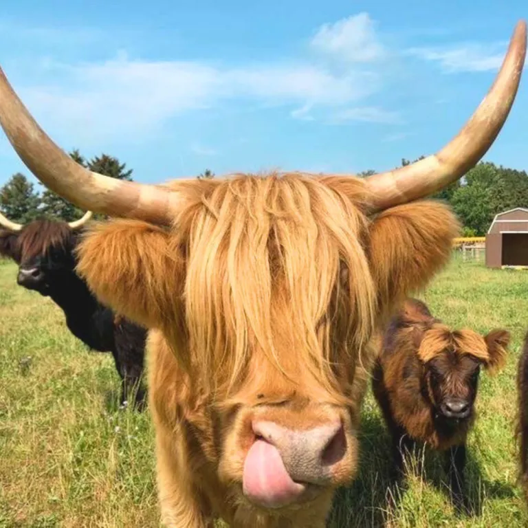 Clara, a Highland cow with long horns, sticking out her tongue playfully in a sunny pasture with other cows in the background.