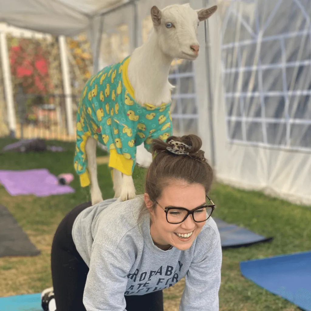 Guest holding a yoga pose with a playful goat in a duck-print costume standing on her back during the Goat Yoga experience at Udderly Ridiculous Farm Life.
