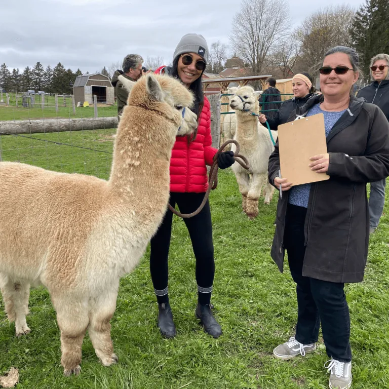 Corporate training session with Victoria Park Community Homes at Udderly Ridiculous Farm Life, featuring participants interacting with alpacas in the pasture