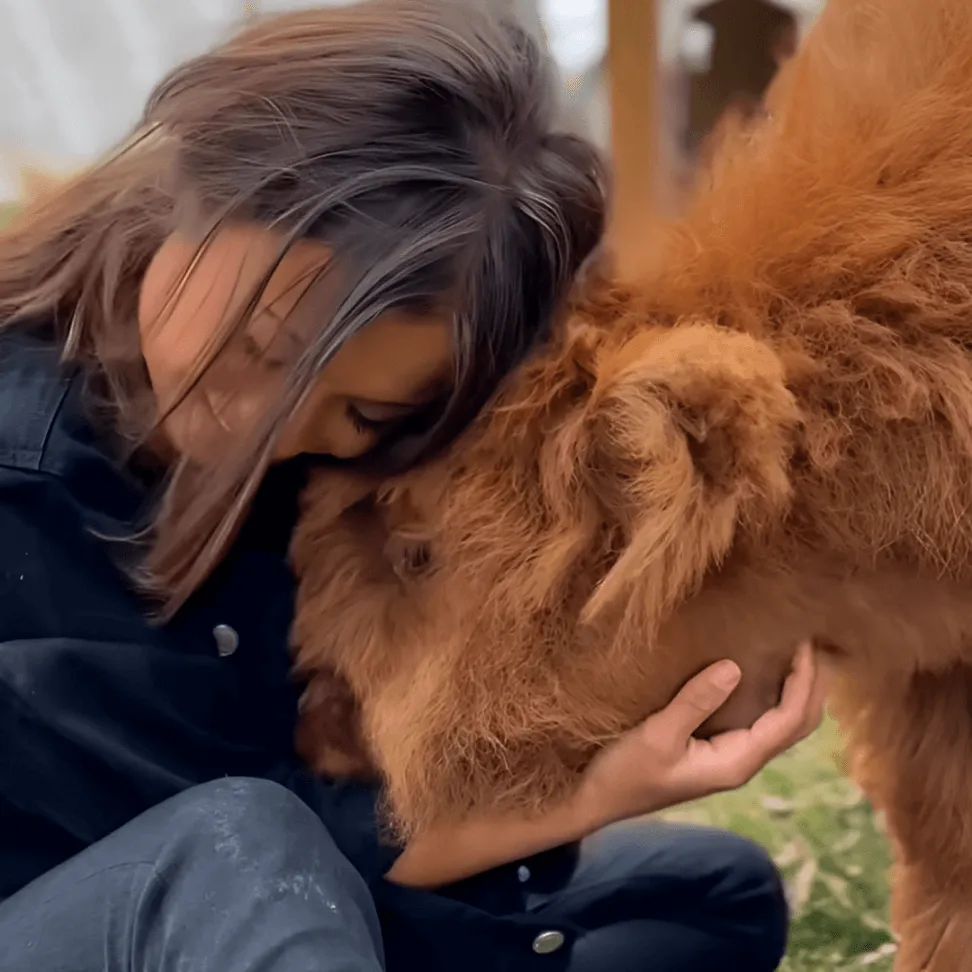 Kaitlin Narciso from Streets of Toronto hugging Rhett, a mini Highland cow, during the Private Mini Highland Cow Experience at Udderly Ridiculous Farm Life.