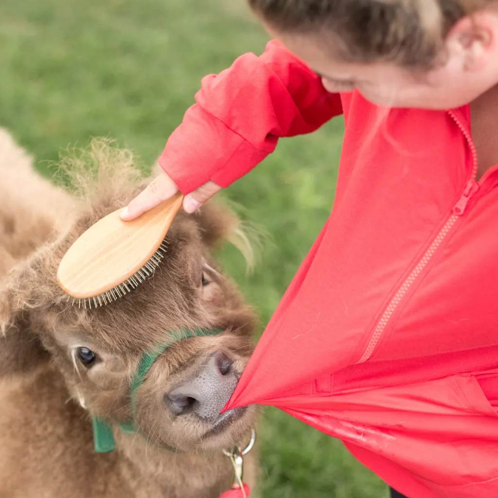 A guest brushing a mini Highland cow named Muriel during the Mini Highland Cow Experience at Udderly Ridiculous Farm Life