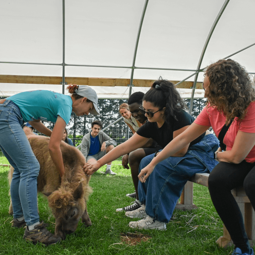 Guests interacting with Muriel, a mini Highland cow, during the Private Mini Highland Cow Experience at Udderly Ridiculous Farm Life