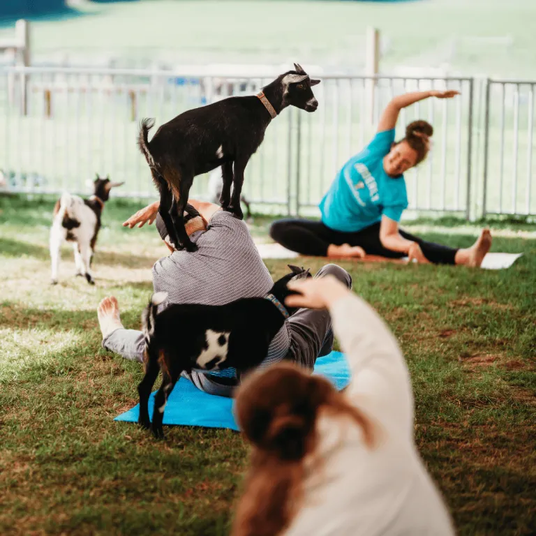 Guests participating in Goat Yoga with Cassie, the yoga instructor, as playful goats interact during the session at Udderly Ridiculous Farm Life