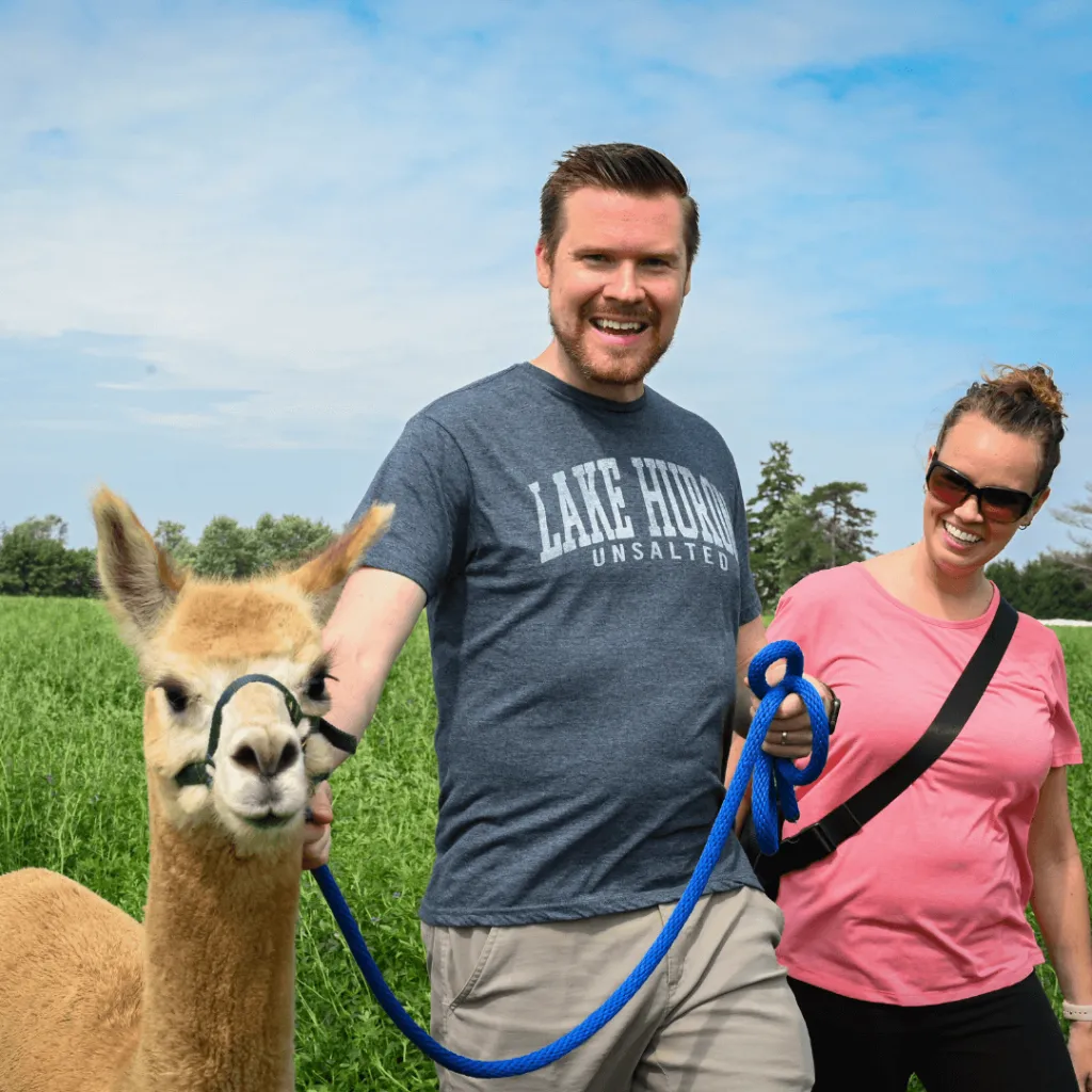 A couple enjoying the Alpaca Walks experience at Udderly Ridiculous Farm Life, walking with a friendly alpaca in a lush green field
