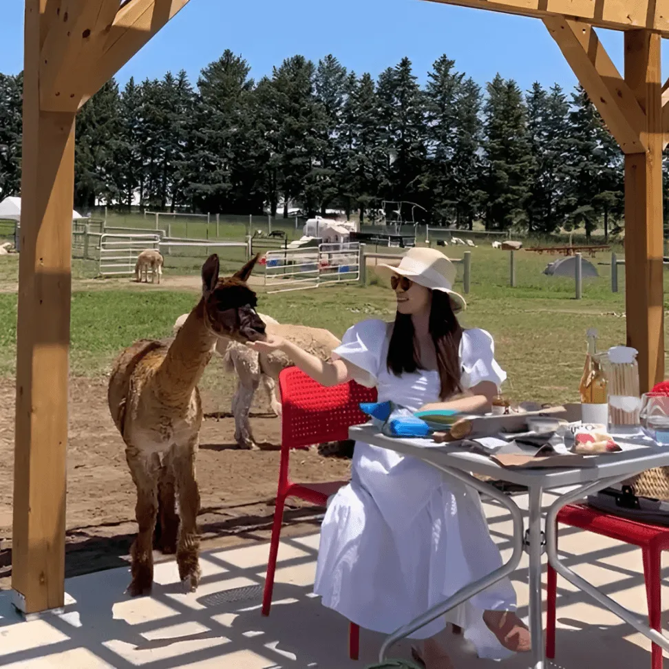 Guest enjoying the Alpaca Lunch Picnic experience at Udderly Ridiculous Farm Life, feeding an alpaca while dining outdoors