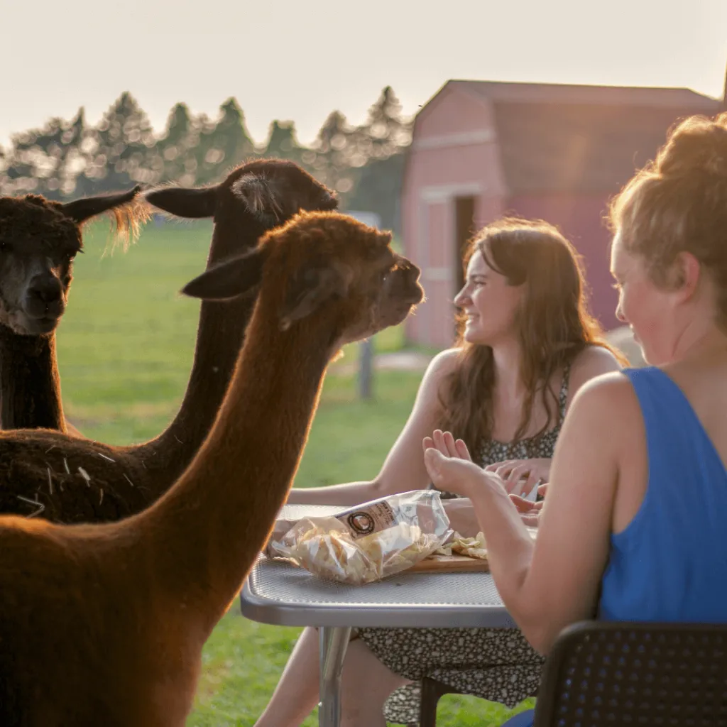 Two guests enjoying an Alpaca Sunset Picnic at Udderly Ridiculous Farm Life, surrounded by alpacas in a serene outdoor setting