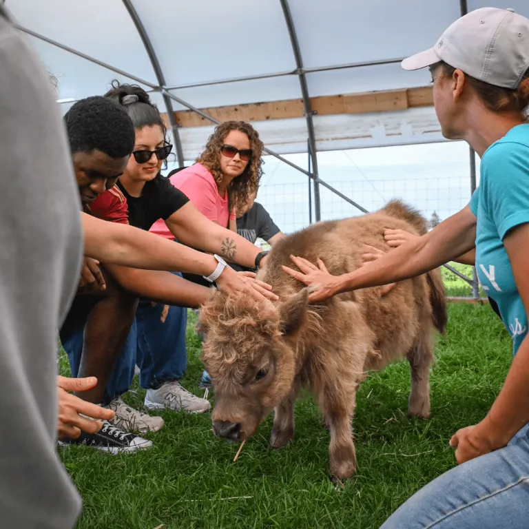 Guests interacting with a mini Highland cow during the Taste of Farm Life experience, a Signature Experience by Ontario's Southwest, at Udderly Ridiculous Farm Life