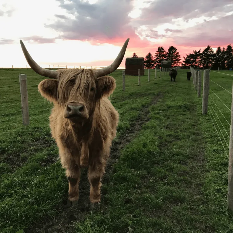 Clara, a Highland cow, standing in a pasture at sunset as part of the Adopt an Animal symbolic adoption program at Udderly Ridiculous Farm Life