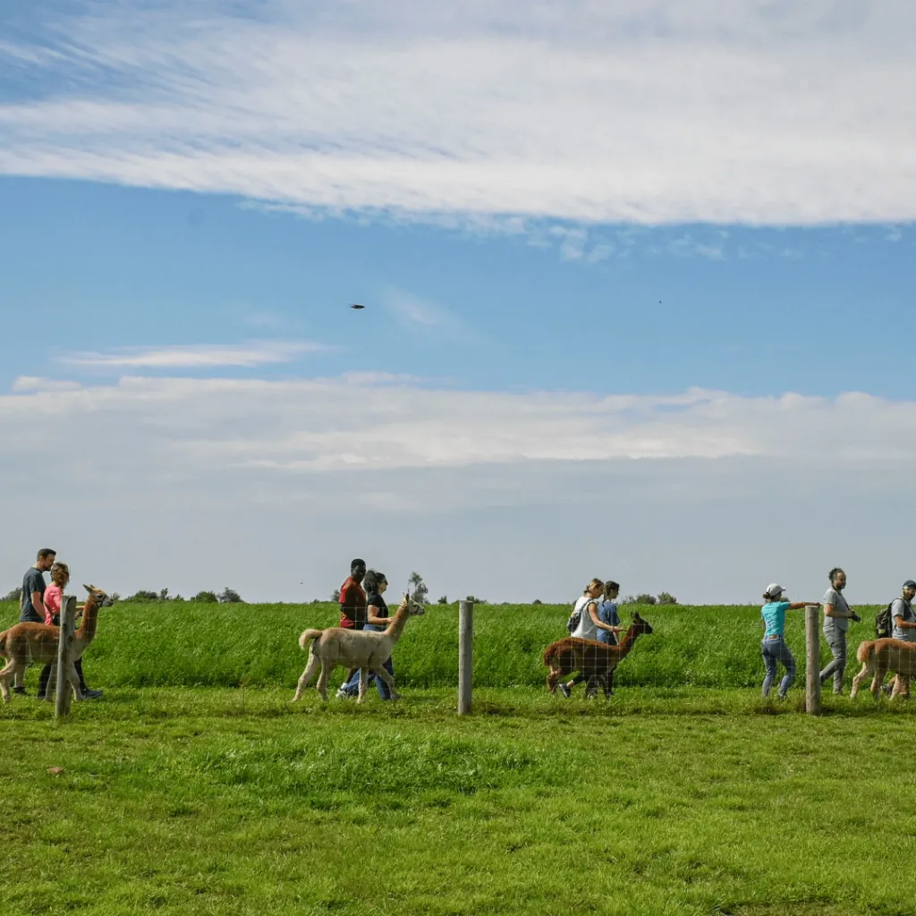 Guests walking with alpacas in a lush green field during the Taste of Farm Life experience at Udderly Ridiculous Farm Life.