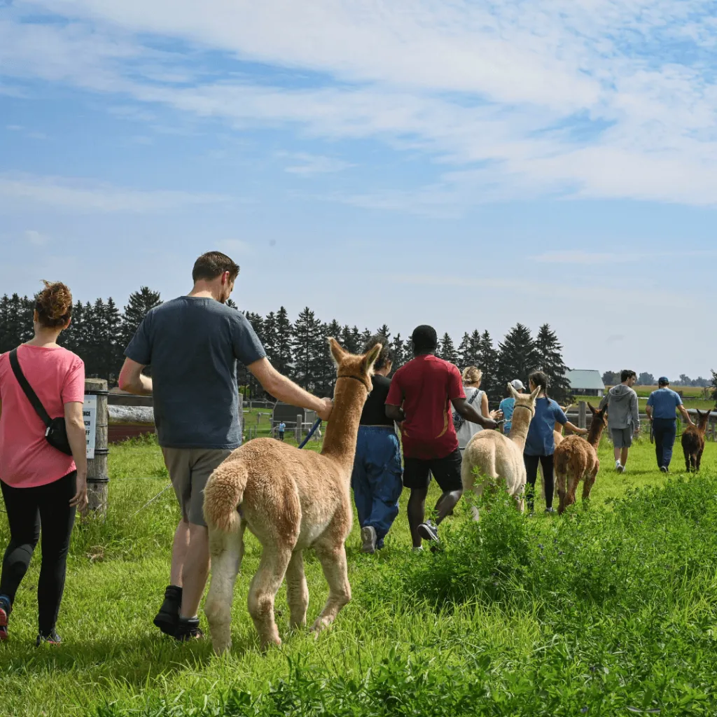 Guests walking with alpacas through a lush green farm during the Taste of Farm Life experience at Udderly Ridiculous Farm Life.