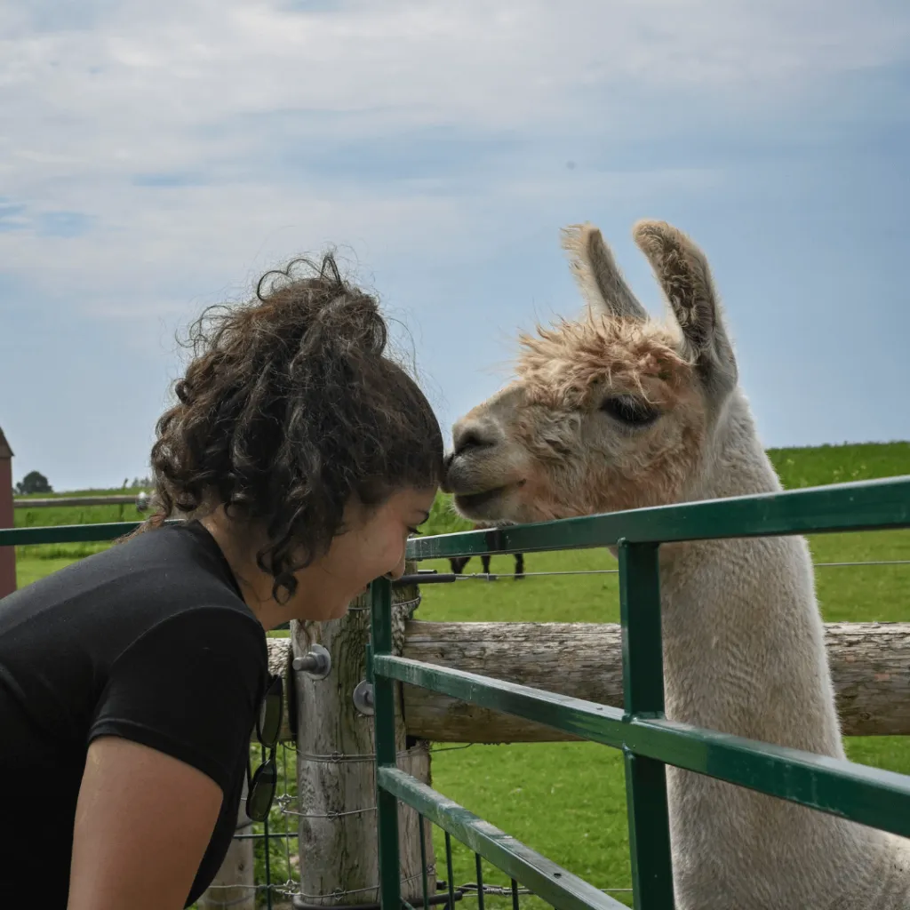 A guest bows to Snickers, the guard llama, during the Taste of Farm Life experience at Udderly Ridiculous Farm Life.