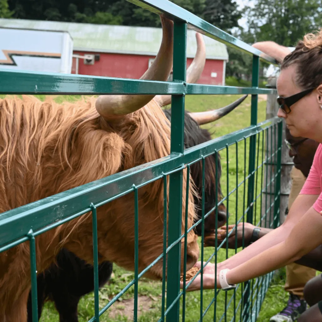 A guest feeding a Highland cow through a fence during the Taste of Farm Life experience at Udderly Ridiculous Farm Life.