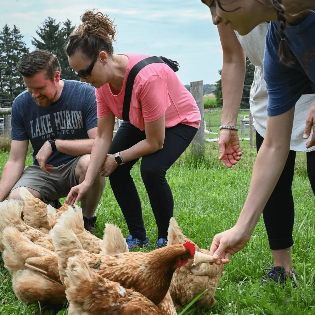 Guests feeding hens in a green pasture during the Taste of Farm Life experience at Udderly Ridiculous Farm Life.