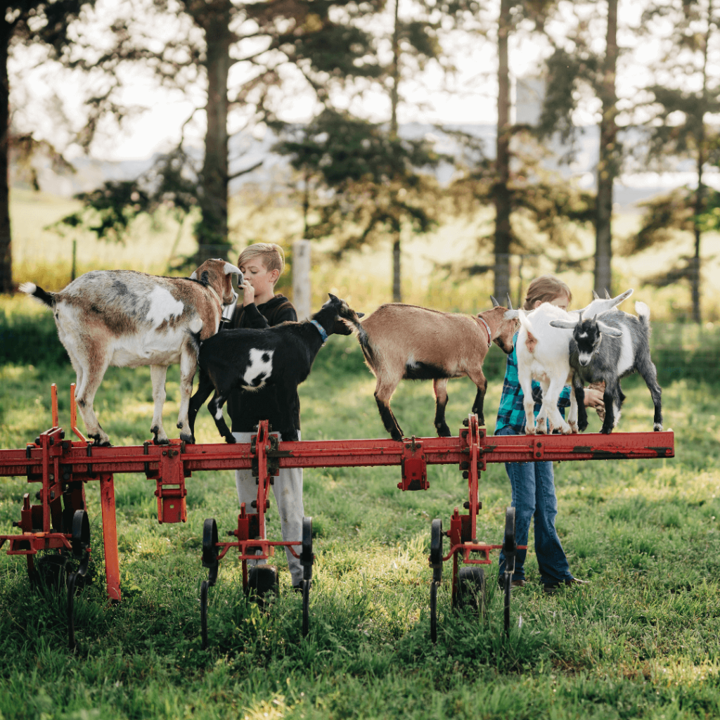 A group of playful goats standing on a red farm implement while two children interact with them in a scenic countryside setting, surrounded by lush greenery and trees.