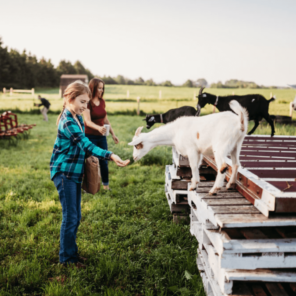 A young girl in a plaid shirt feeds a white goat standing on stacked wooden pallets, while another woman enjoys the farm surroundings with goats grazing in the background.