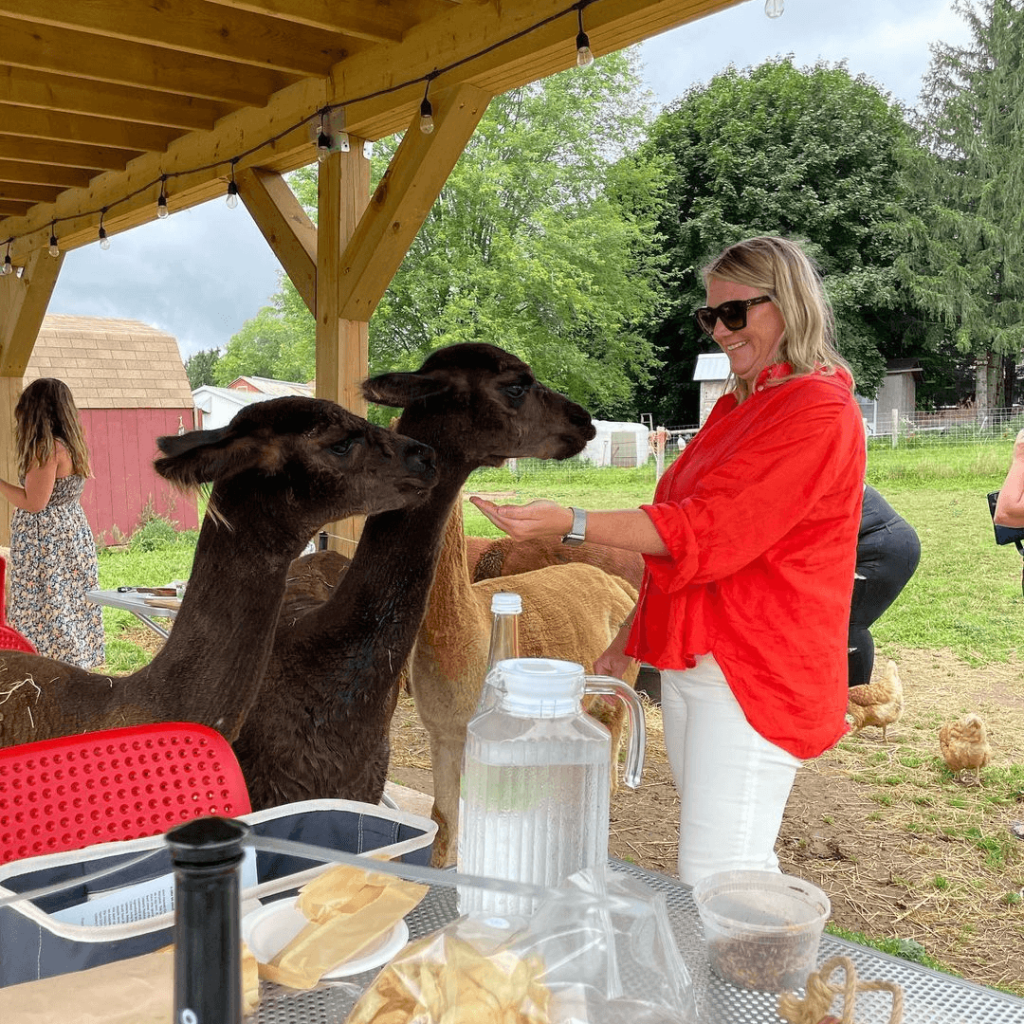 A guest in a bright red shirt feeding alpacas under a covered seating area during the Alpaca Lunch Picnic experience at Udderly Ridiculous Farm Life.