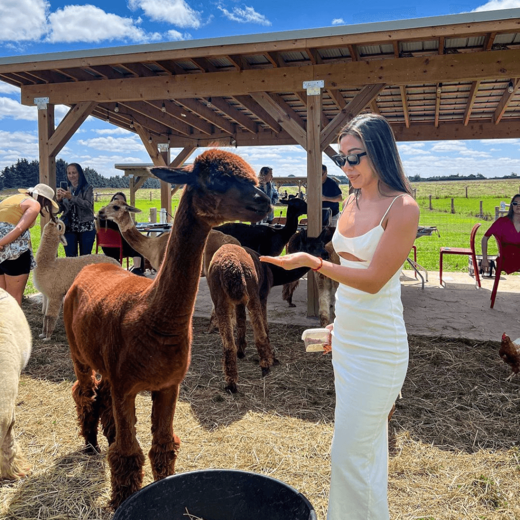 A guest in a white dress feeding a brown alpaca during the Alpaca Lunch Picnic experience at Udderly Ridiculous Farm Life.