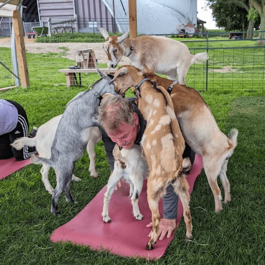 A yoga participant surrounded by playful goats climbing on his back during a goat yoga session at Udderly Ridiculous Farm Life.