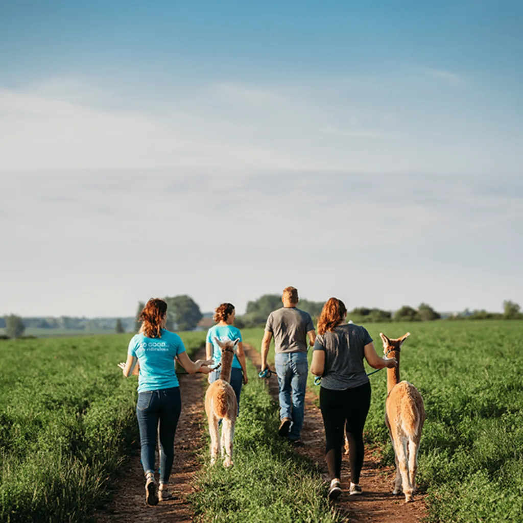 Greg, Cheryl, and Katherine walking alpacas through lush green pastures at Udderly Ridiculous Farm Life, embracing the beauty of farm experiences.