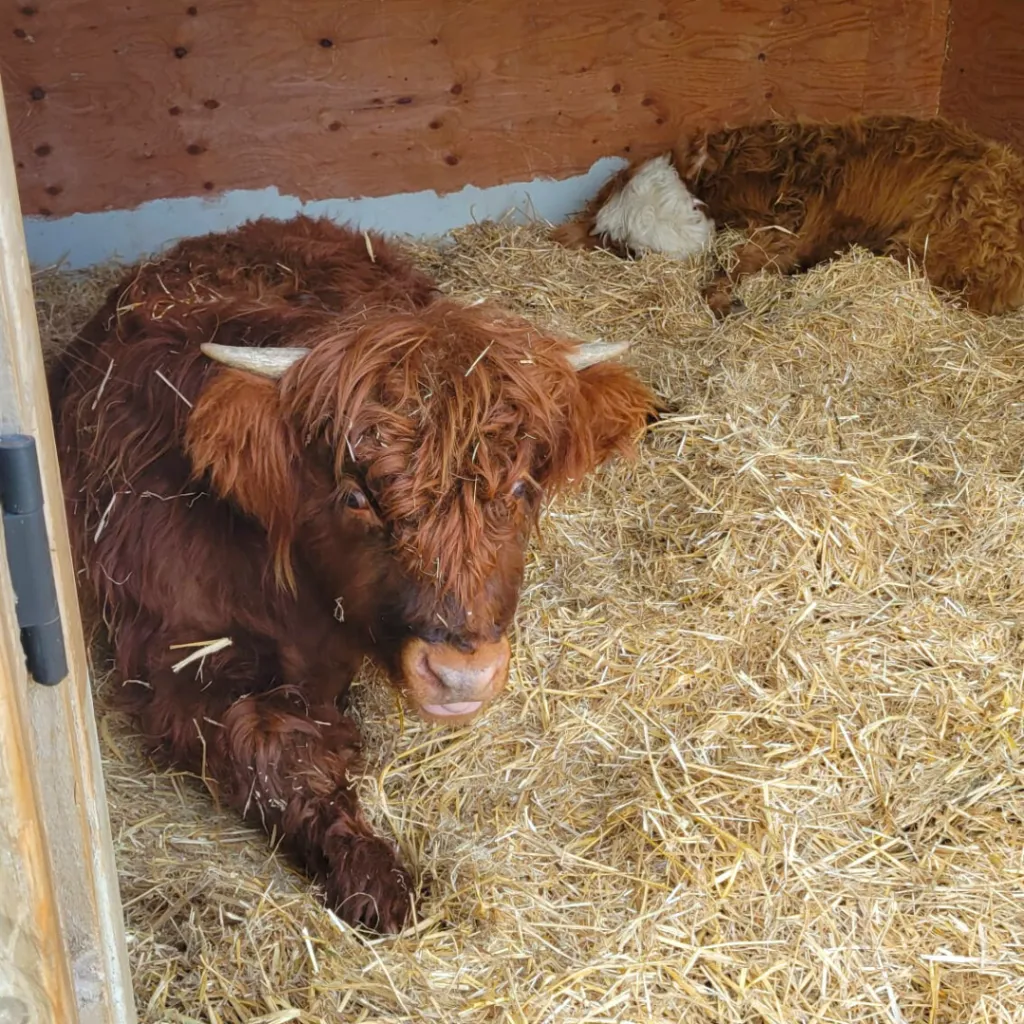 Rhett, a Mini Highland cow, resting on straw under a farm enclosure, with Anthony sleeping in the background.