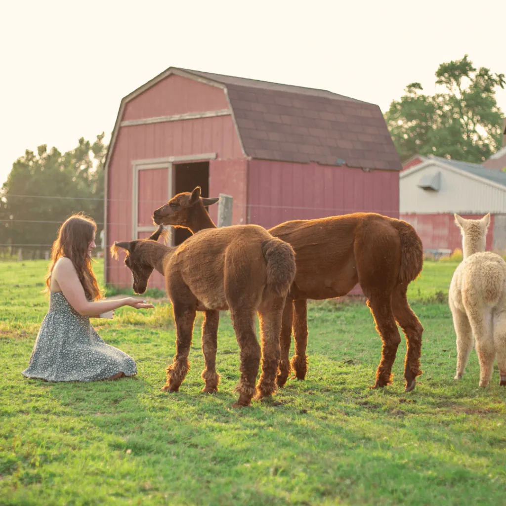 A guest kneeling on the grass, feeding alpacas at sunset during the Alpaca Sunset Picnic at Udderly Ridiculous Farm Life, with a red barn in the background.