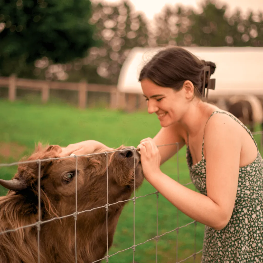 A guest smiling and petting a Mini Highland cow through a fence during the Alpaca Sunset Picnic at Udderly Ridiculous Farm Life.