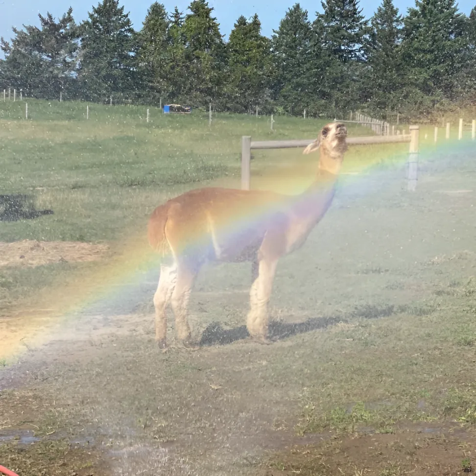 An alpaca standing in a field, basking in the mist of a sprinkler with a rainbow forming around it at Udderly Ridiculous Farm Life.