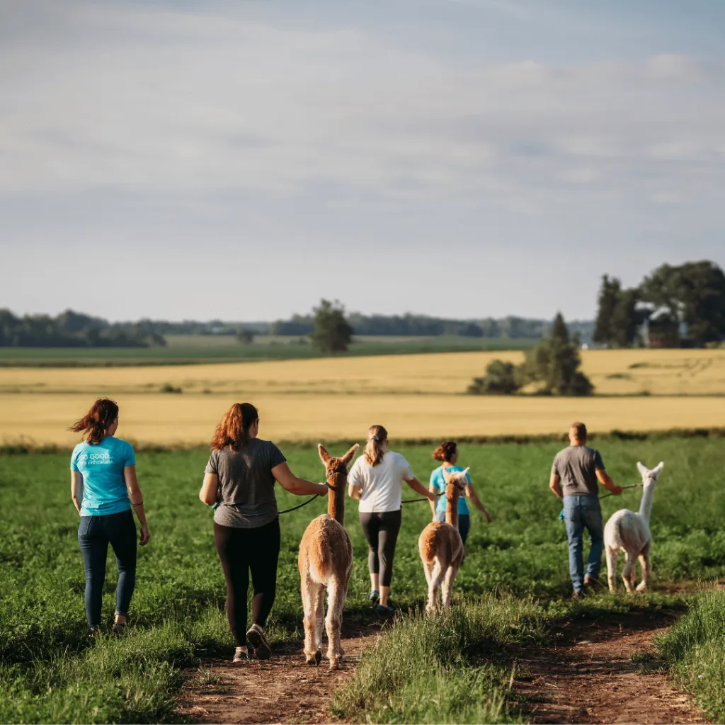 A group of people walking alpacas along a dirt path through scenic farm fields at Udderly Ridiculous Farm Life, surrounded by lush greenery and golden countryside under a clear sky.