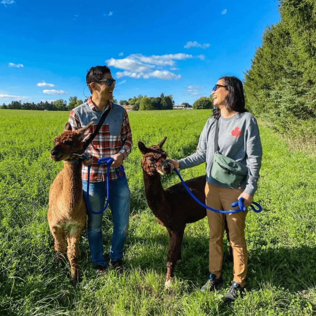 A smiling couple walking two alpacas on blue leashes through a lush green pasture at Udderly Ridiculous Farm Life, enjoying a sunny day outdoors.
