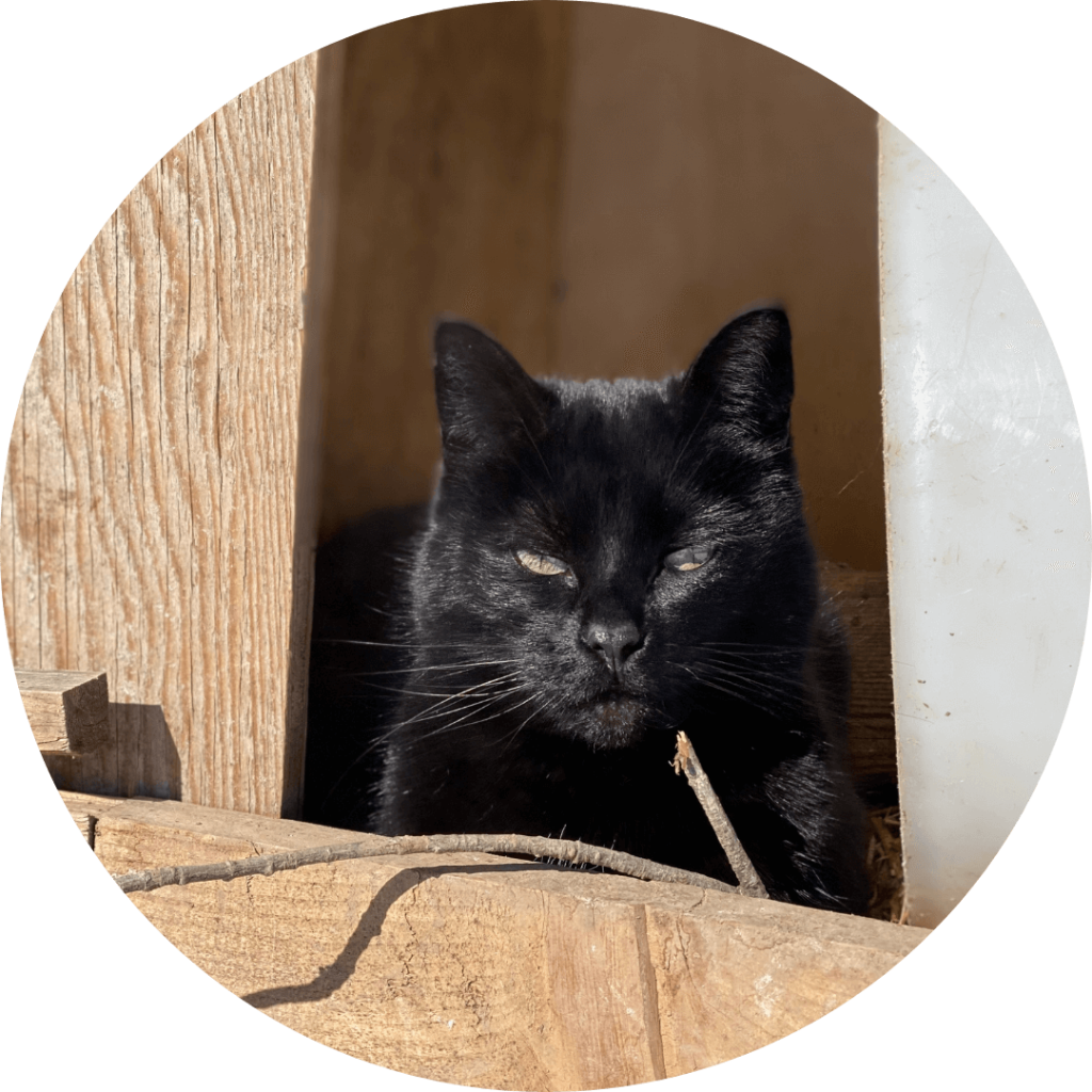 Abby the black cat resting in a wooden nook at Udderly Ridiculous Farm Life, peering out with a watchful gaze.