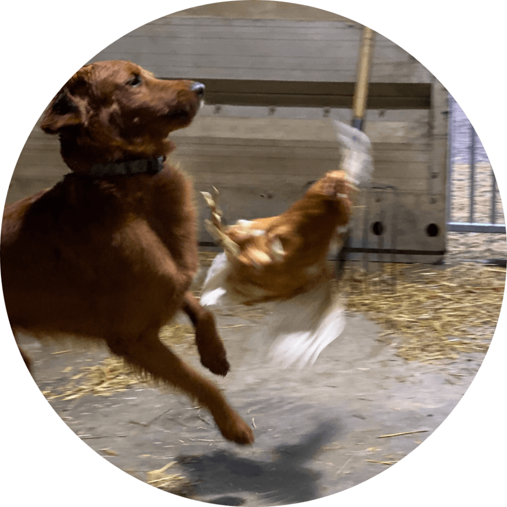 Aspen the golden retriever joyfully chasing a chicken inside the barn at Udderly Ridiculous Farm Life.