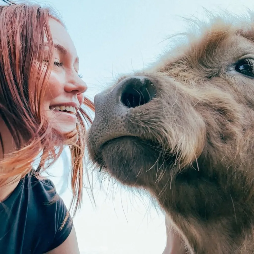 Close-up selfie of a smiling guest with a fluffy mini Highland cow at Udderly Ridiculous Farm Life.