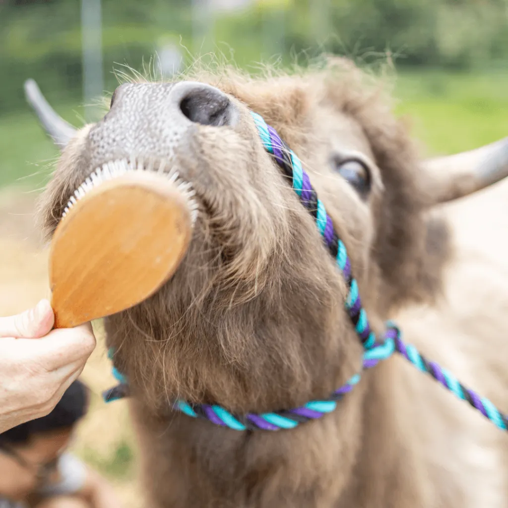 Close-up of a mini Highland cow enjoying a gentle brushing during the Private Mini Highland Cow Experience at Udderly Ridiculous Farm Life.