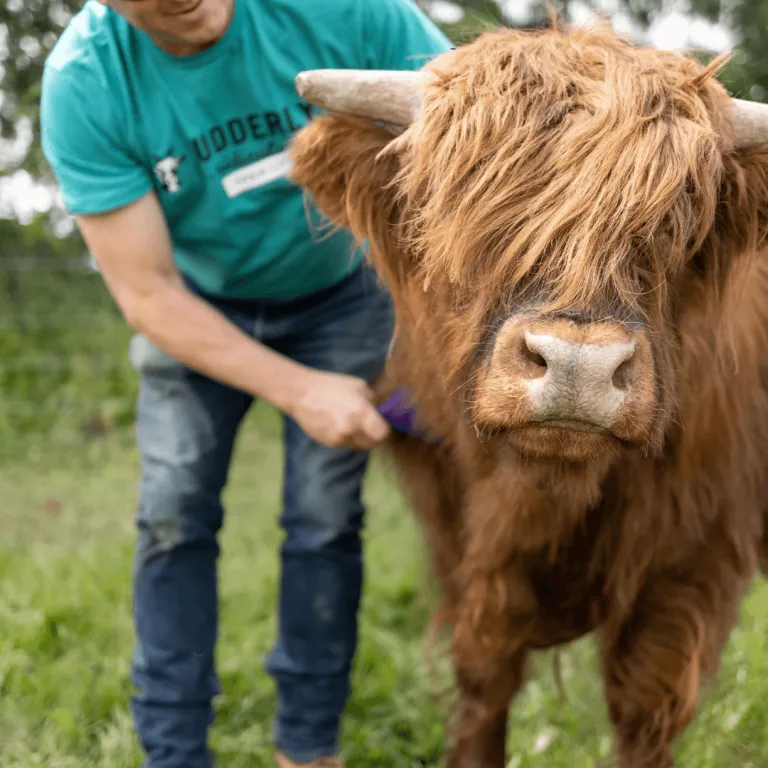 Guest brushing a fluffy mini Highland cow during the Mini Highland Cow Experience at Udderly Ridiculous Farm Life.