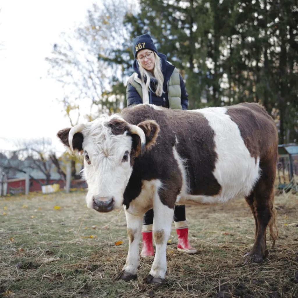 Guest brushing a white-faced mini cow during the Mini Highland Cow Experience at Udderly Ridiculous Farm Life.