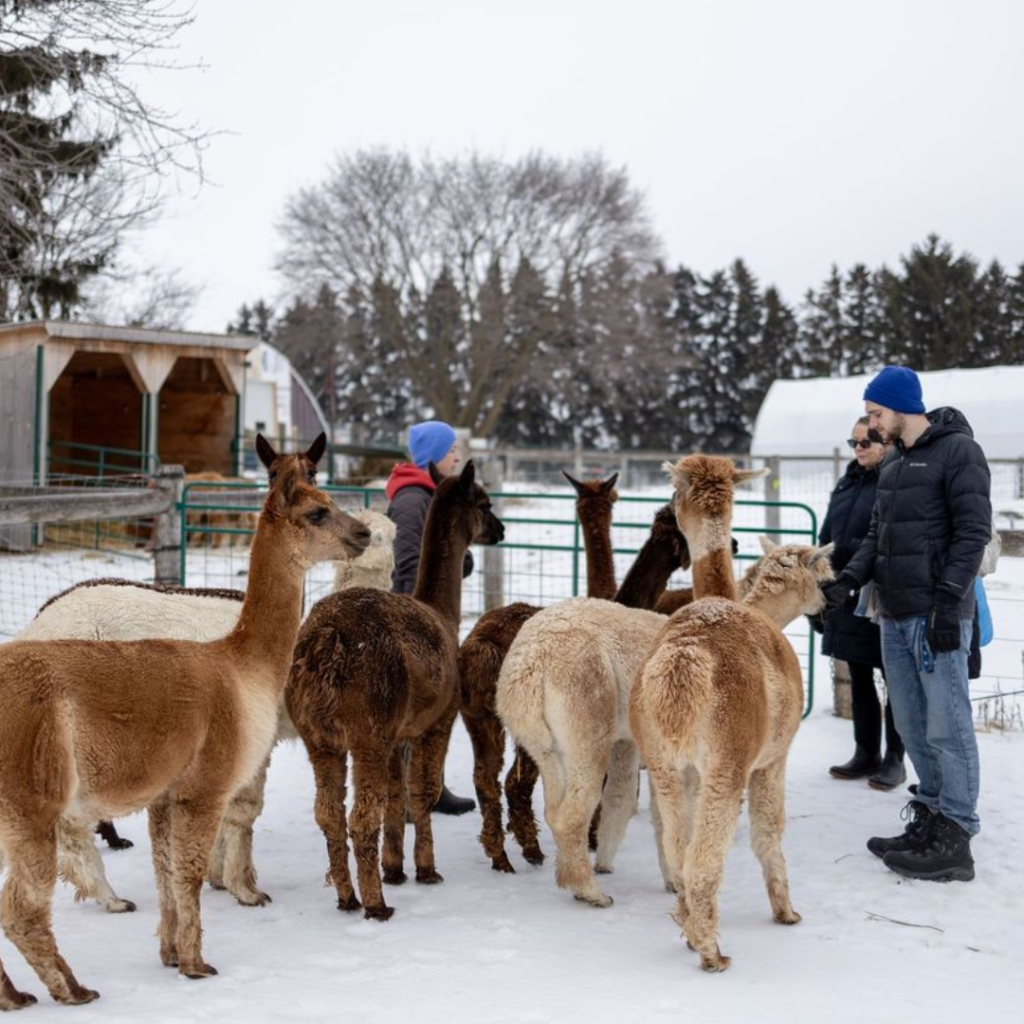 Guests standing among a group of alpacas in a snowy paddock during the Alpaca Experience and Fibre Nesting Ball Workshop at Udderly Ridiculous Farm Life.