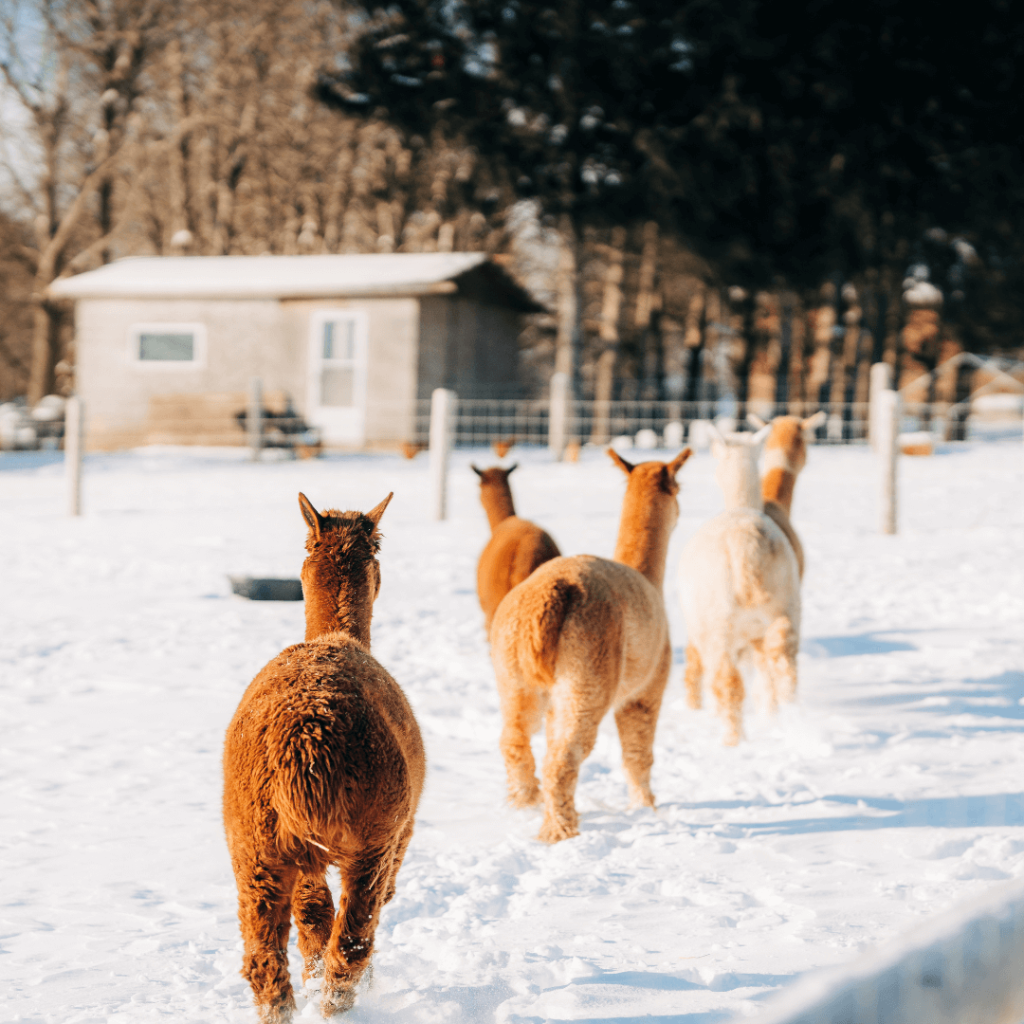 A group of alpacas walking away through a snowy pasture at Udderly Ridiculous Farm Life during the Alpaca Experience and Fibre Nesting Ball Workshop.