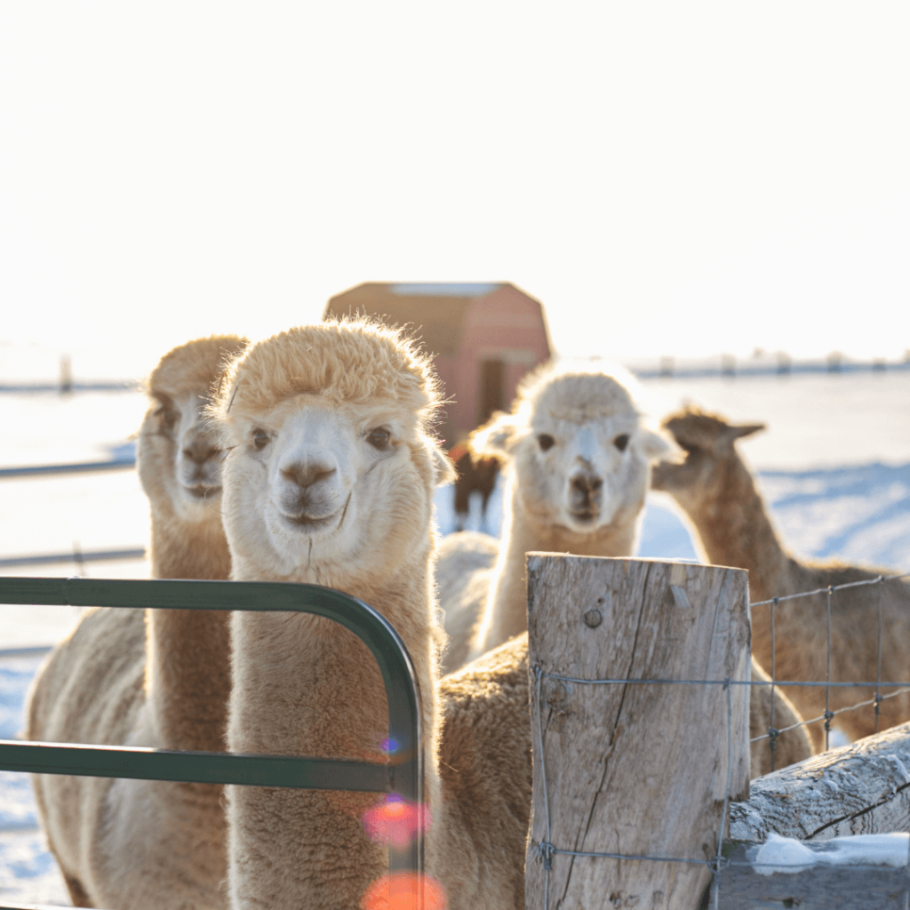 Close-up of alpacas standing near a snowy fence during the Alpaca Experience and Fibre Nesting Ball Workshop at Udderly Ridiculous Farm Life.