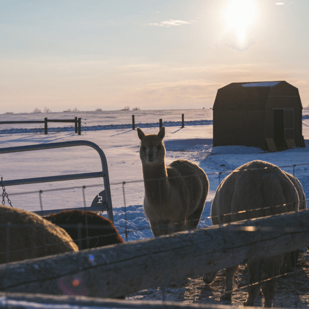 Alpacas in a snowy paddock at sunset during the Alpaca Experience and Fibre Nesting Ball Workshop at Udderly Ridiculous Farm Life.