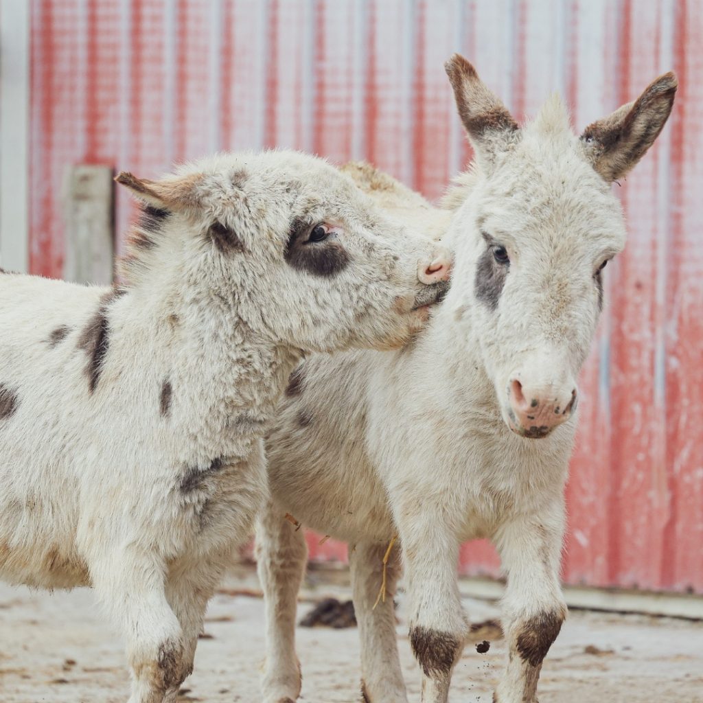 Miniature Donkey Visits & Snuggles