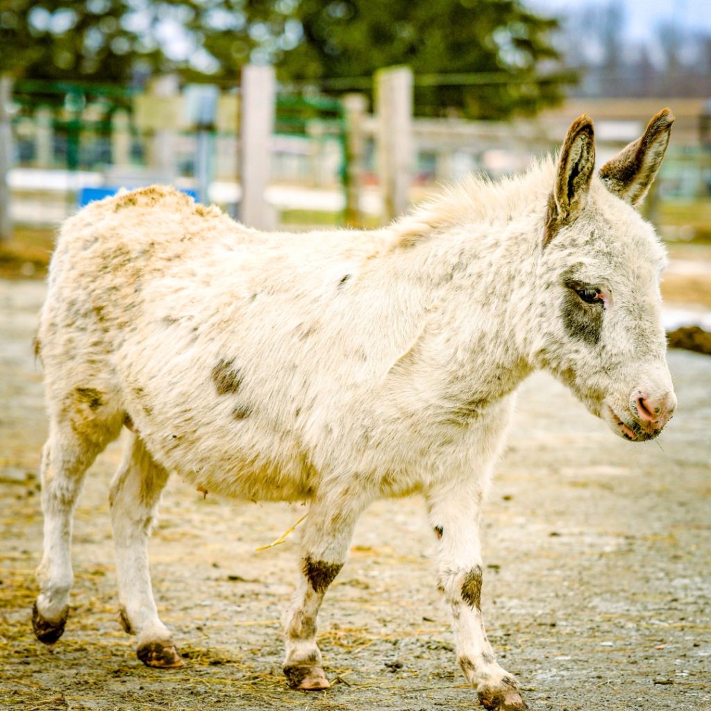 Friendly miniature donkeys enjoying snuggles at Udderly Ridiculous Farm Life