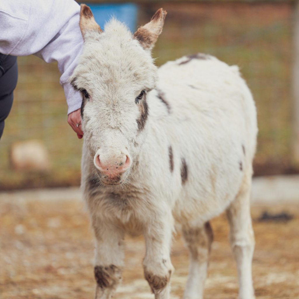 Miniature Donkey Visits at Udderly Ridiculous Farm Life